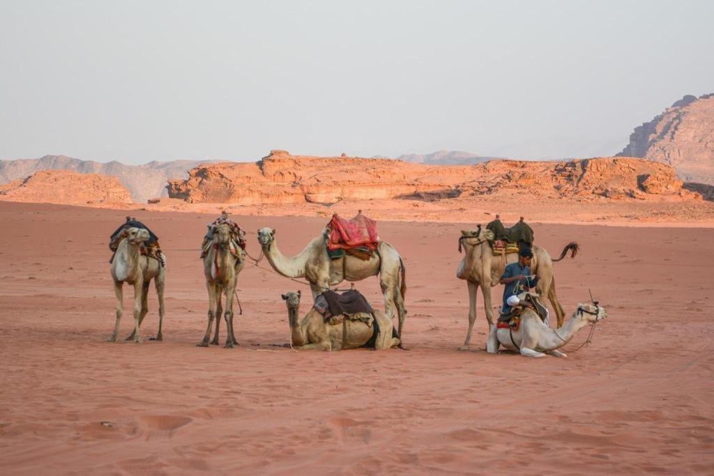 וואדי רם Desert Shine Camp מראה חיצוני תמונה